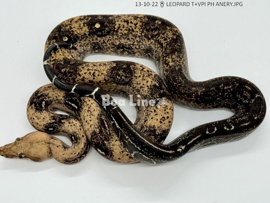 LEOPARD T+VPI PH ANERY